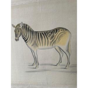 Watercolor By Laroche Laffitte The Zebra. 