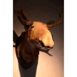Stuffed Moose Head. Twentieth Century.
