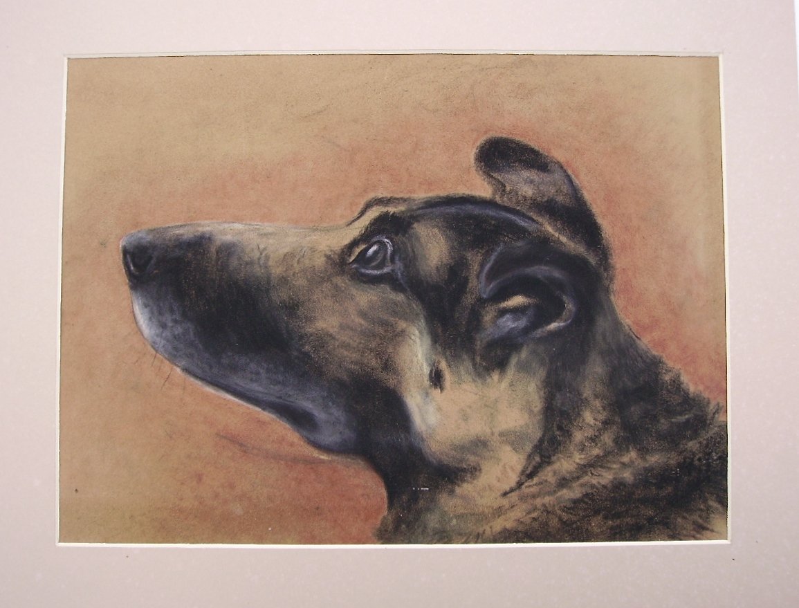  -  Pastel  Ancien  Encadré  De  Chien  Vue  De  Profil  -  Chiot  Racé  --photo-3