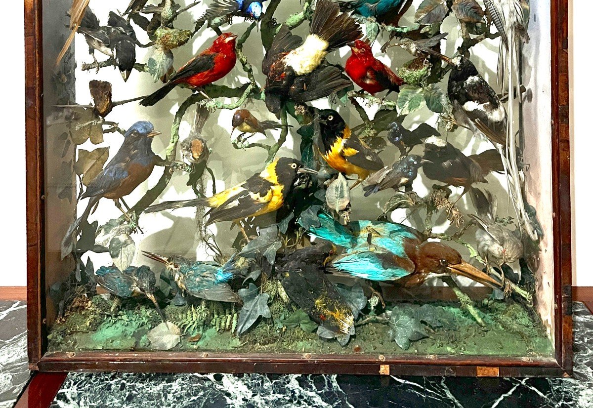 Vitrine d'Oiseaux Naturalisés XIXème Siècle-photo-3