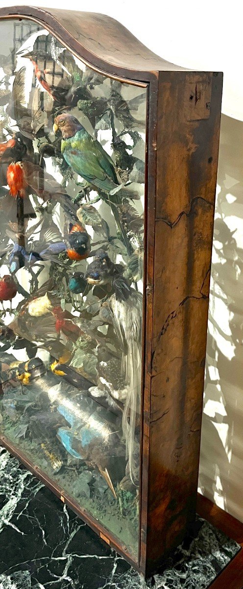 Vitrine d'Oiseaux Naturalisés XIXème Siècle-photo-7