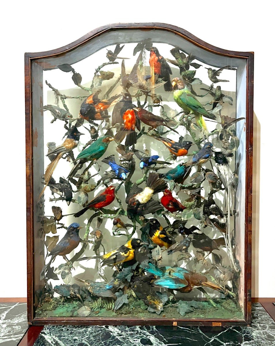 Vitrine d'Oiseaux Naturalisés XIXème Siècle