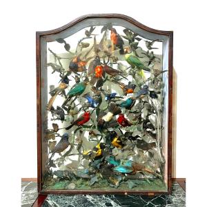 Vitrine d'Oiseaux Naturalisés XIXème Siècle