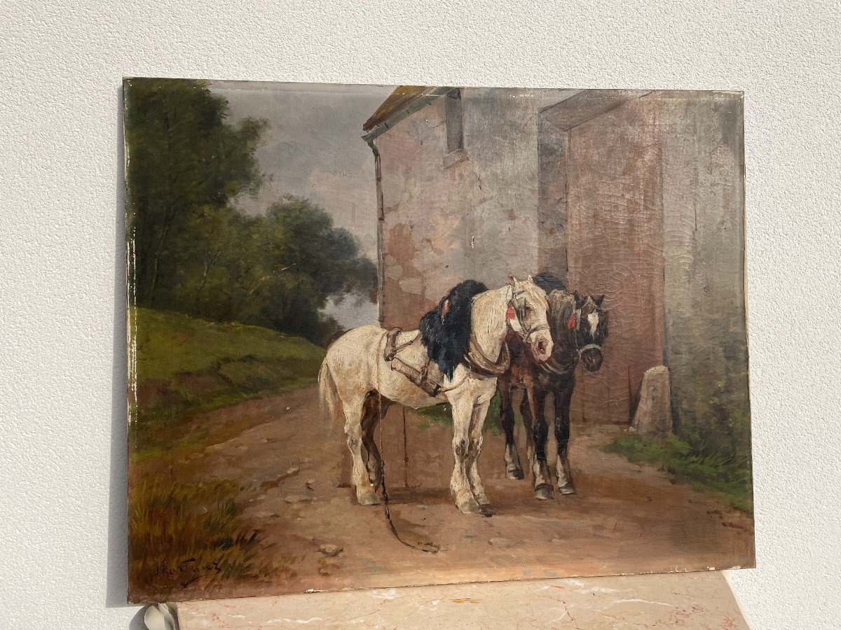 Draft Horses At Rest