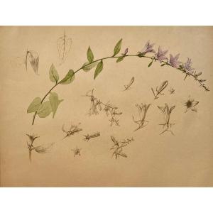 Marcel Corrette (1896-1946) Etude De Campanule Crayon Et Aquarelle Grande Feuille, Art Nouveau