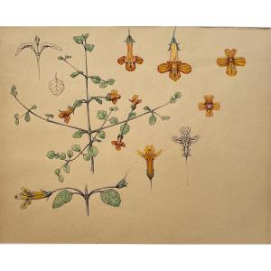 Marcel Corrette (1896-1946) Etude De Gloxinia Encre Et Gouache Grande Feuille, Art Nouveau