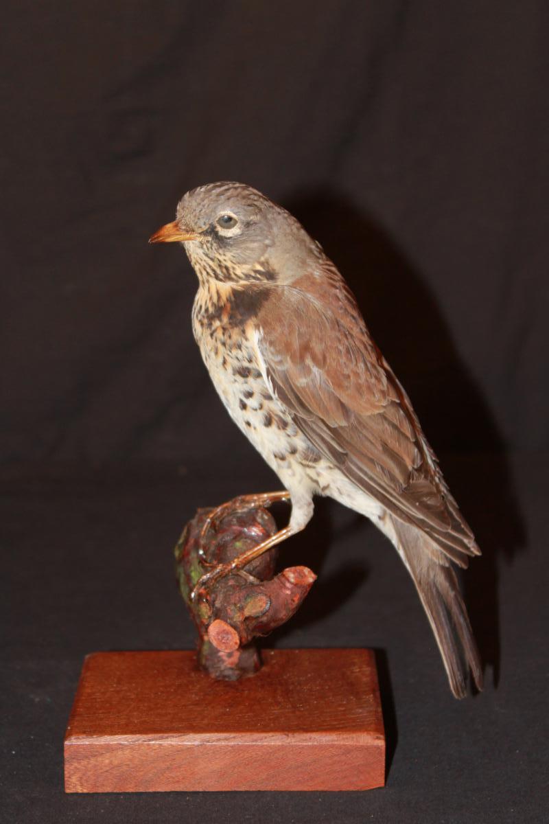 Naturalized Thrush Redwing.