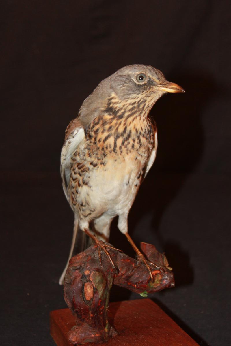 Naturalized Thrush Redwing.-photo-2