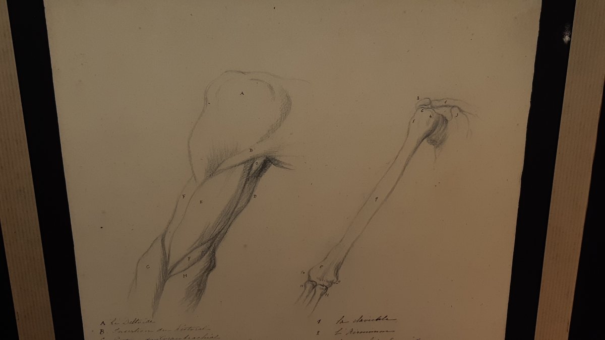 Anatomical Pencil Drawing-photo-2