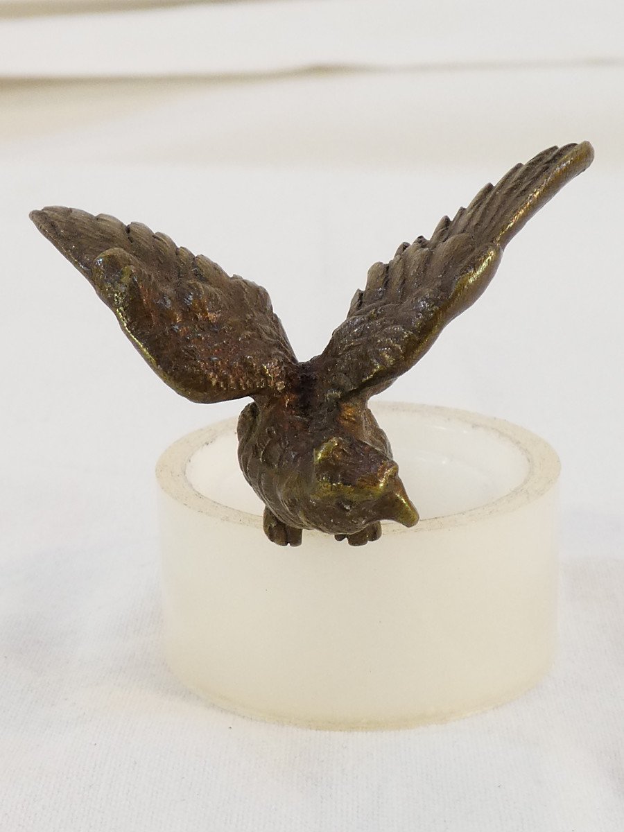 Small Bronze Parrot-photo-3