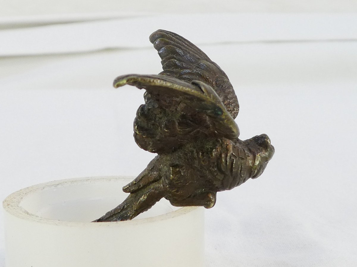 Small Bronze Parrot-photo-4