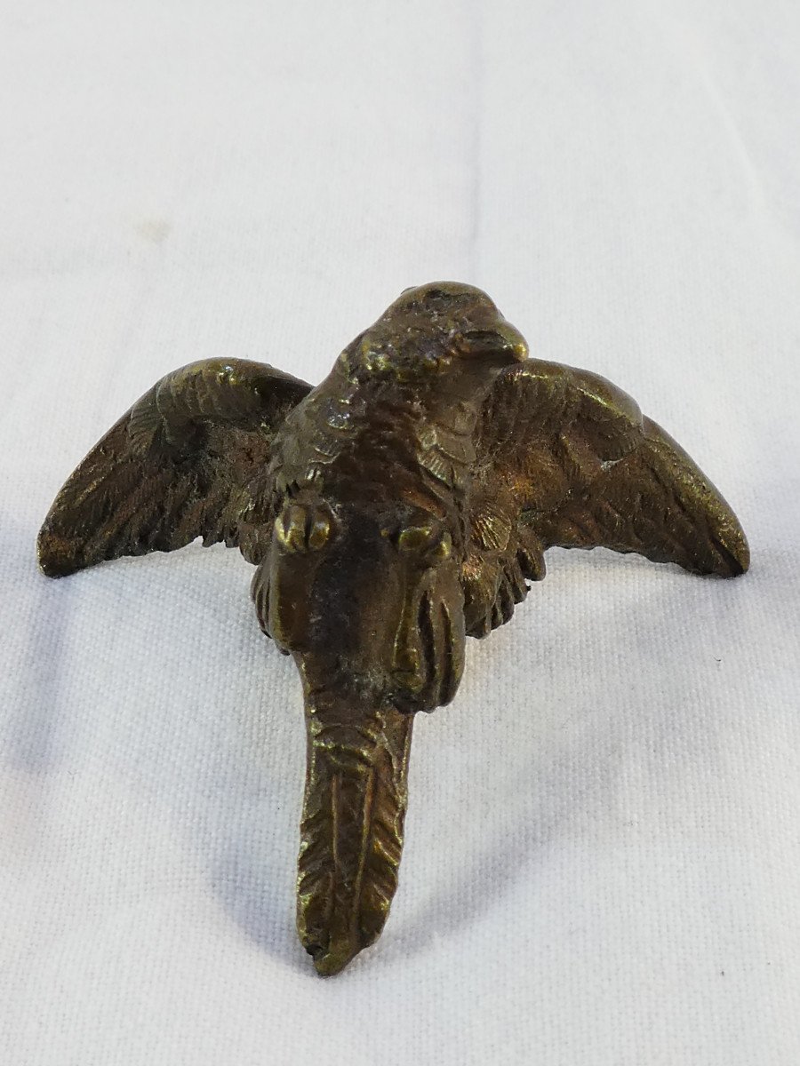 Small Bronze Parrot-photo-2