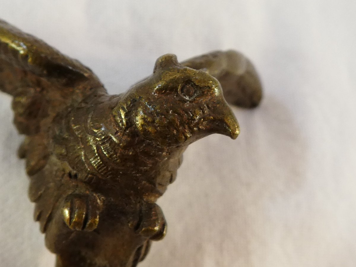 Small Bronze Parrot-photo-3