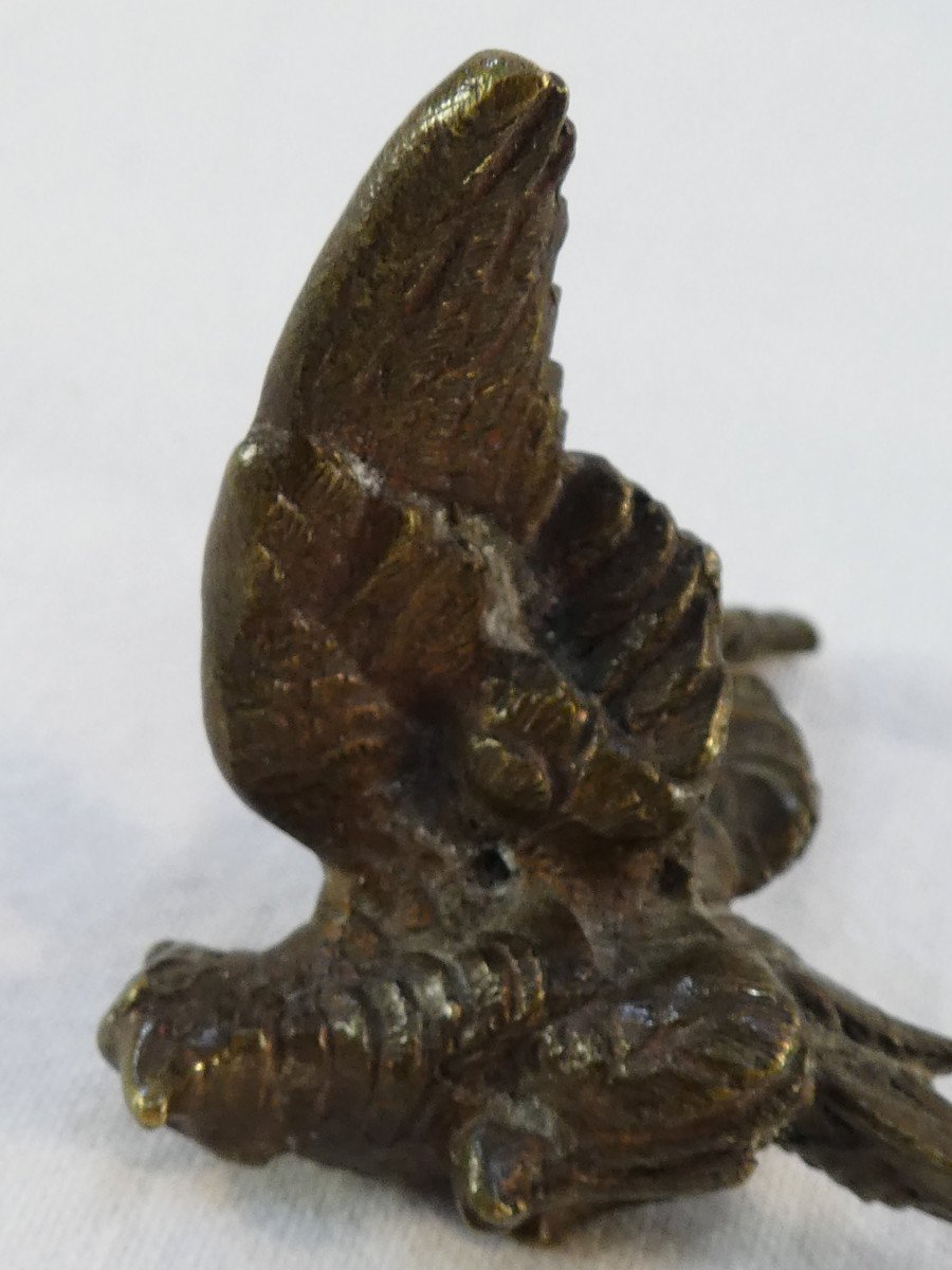 Small Bronze Parrot-photo-5