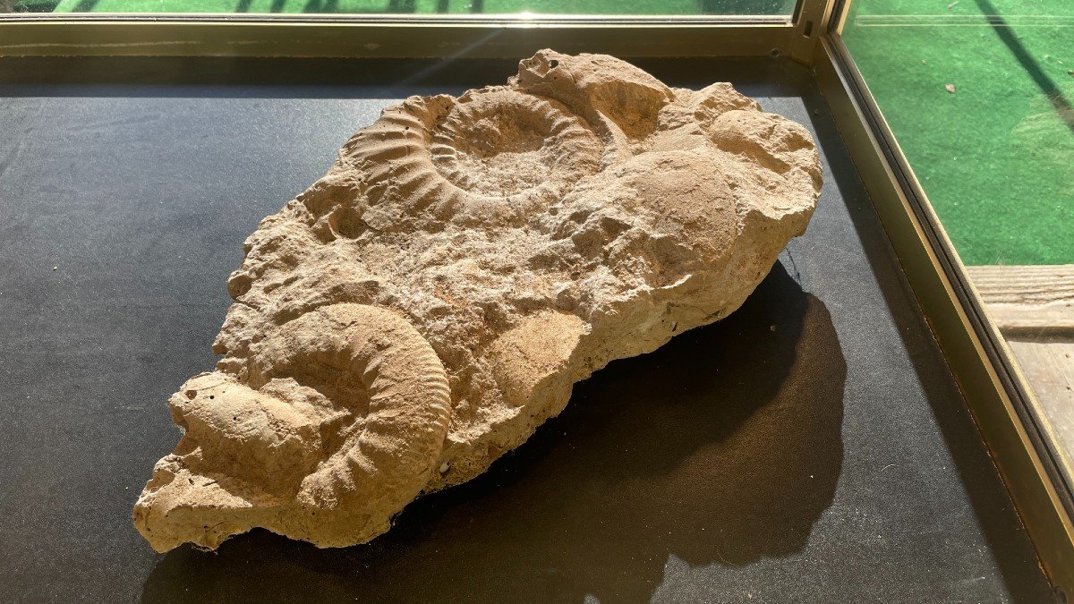 Ammonite Fossils, Paleozoic Or Mesozoic Eras