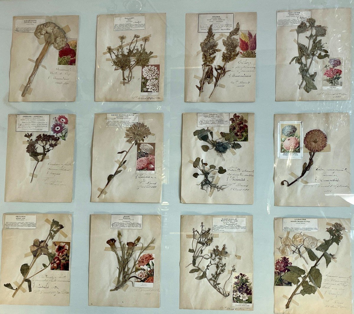 Botanical Panel, 20th Century-photo-4