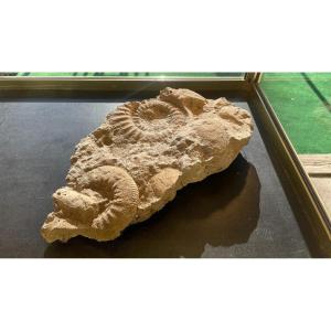 Fossiles D’ammonites, ères Paléozoïque Ou Mesozoïque