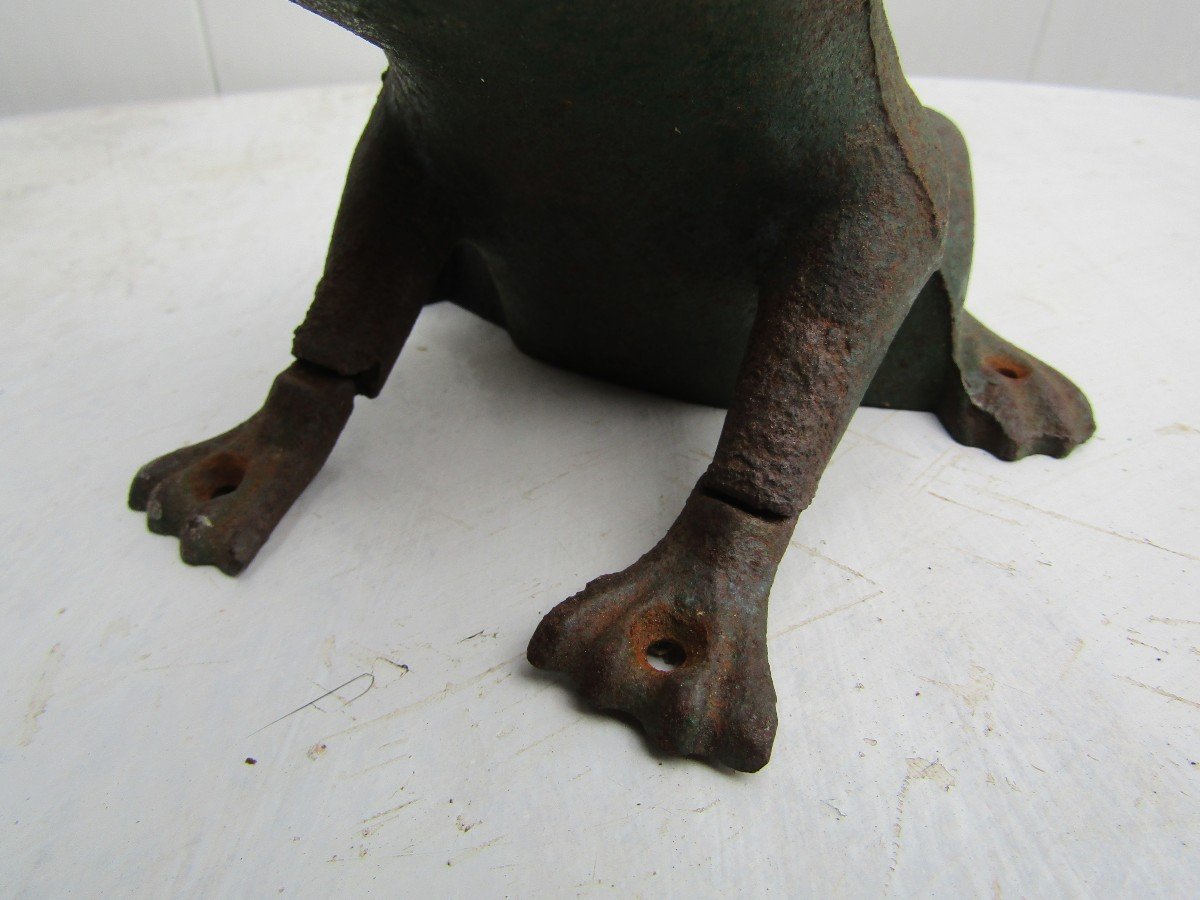 Frog-photo-2