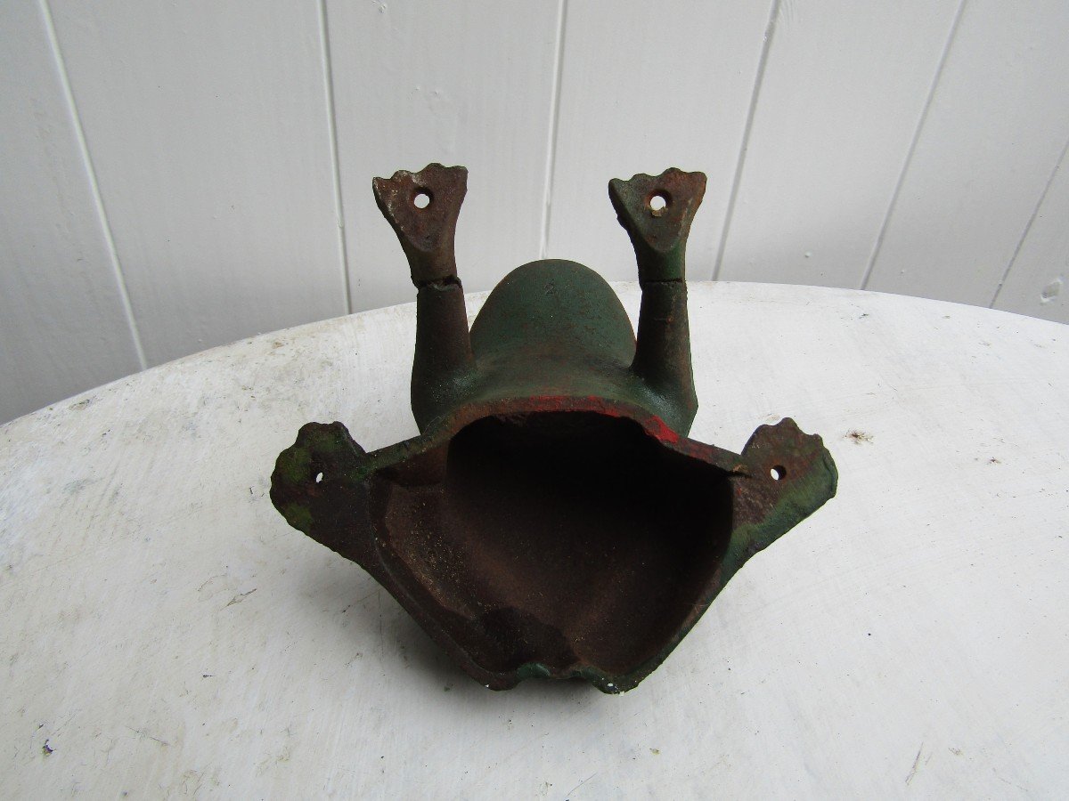 Frog-photo-3