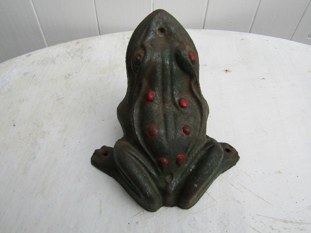 Frog-photo-1