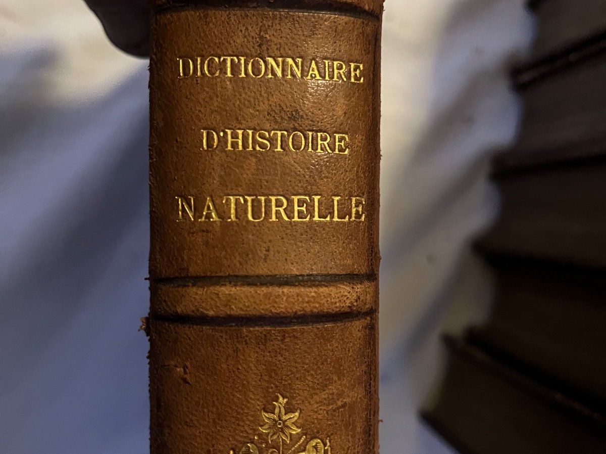 Picturesque Dictionary Of Natural History And Natural Phenomena-photo-2