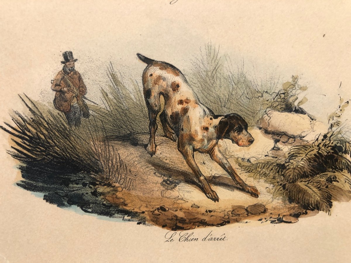 Victor Adam 1801-1866 Hunting Souvenir 9 Dog Color Lithographs-photo-3