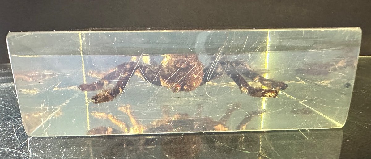 Spectacular Tarantula In Altuglas Block 1960 Ancient Specimen Arachnid Tarantula Spider-photo-3