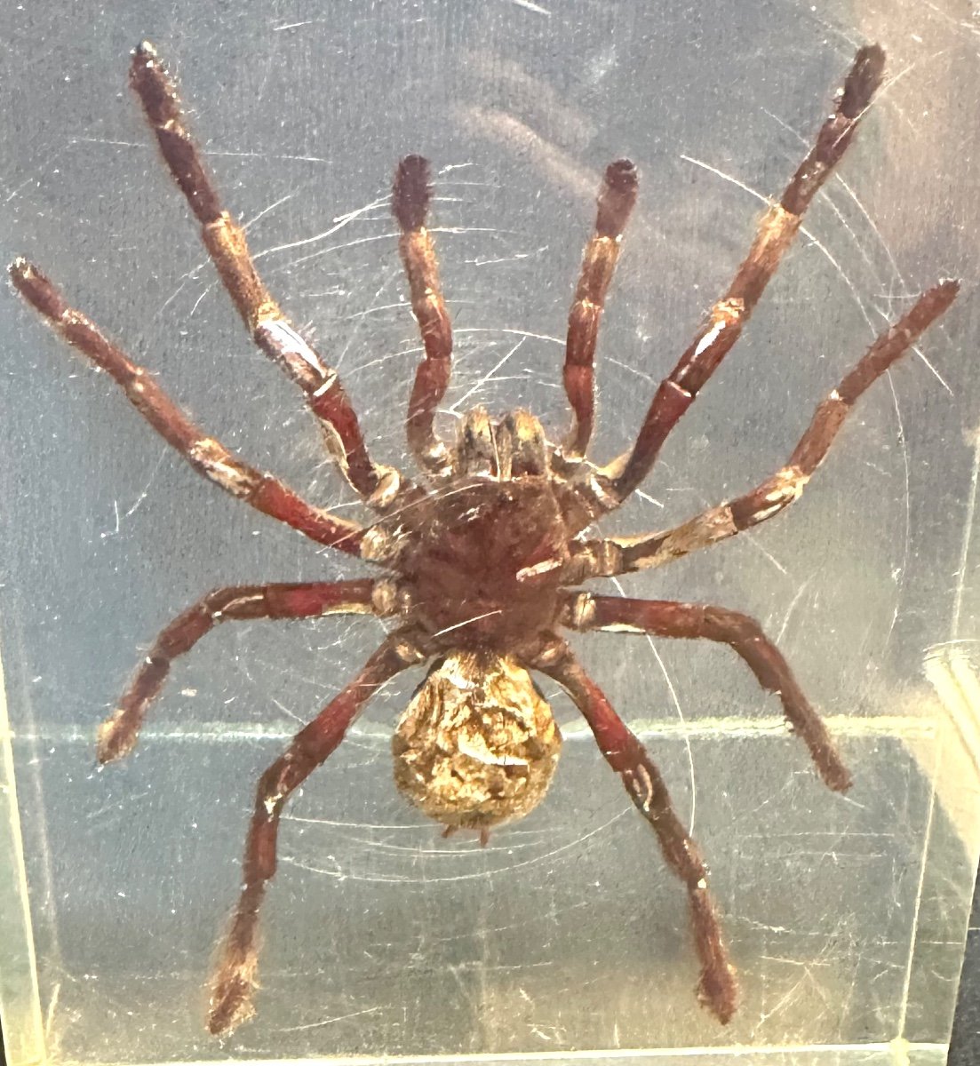 Spectacular Tarantula In Altuglas Block 1960 Ancient Specimen Arachnid Tarantula Spider-photo-4