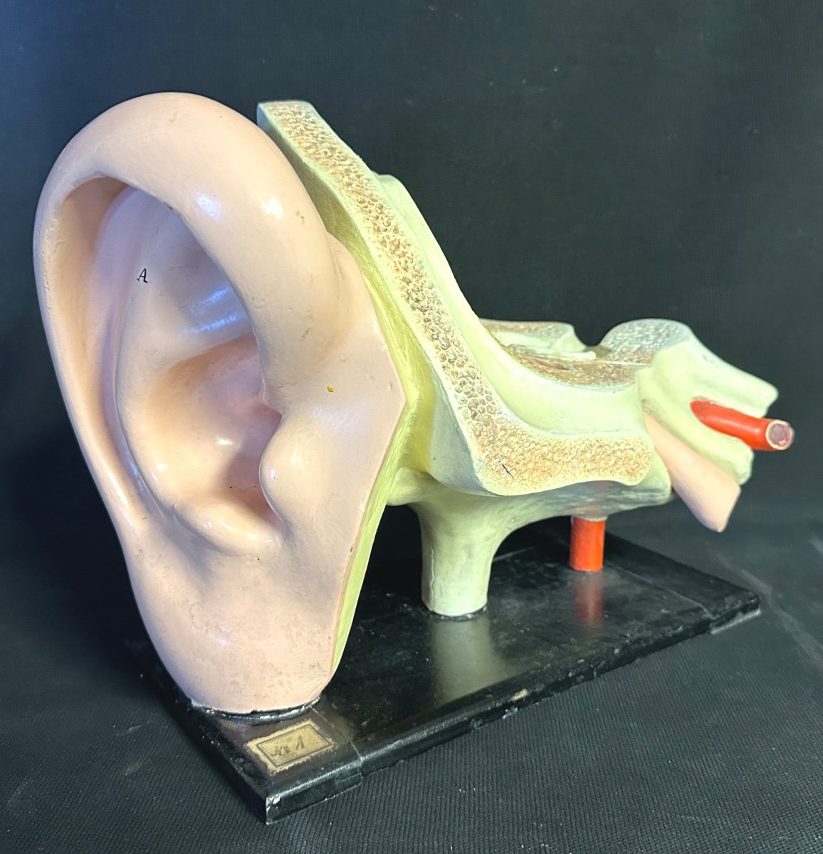 Rare Anatomical Ear And Hearing System 19th Century Polychrome Stucco Object Of Didactic Curiosity