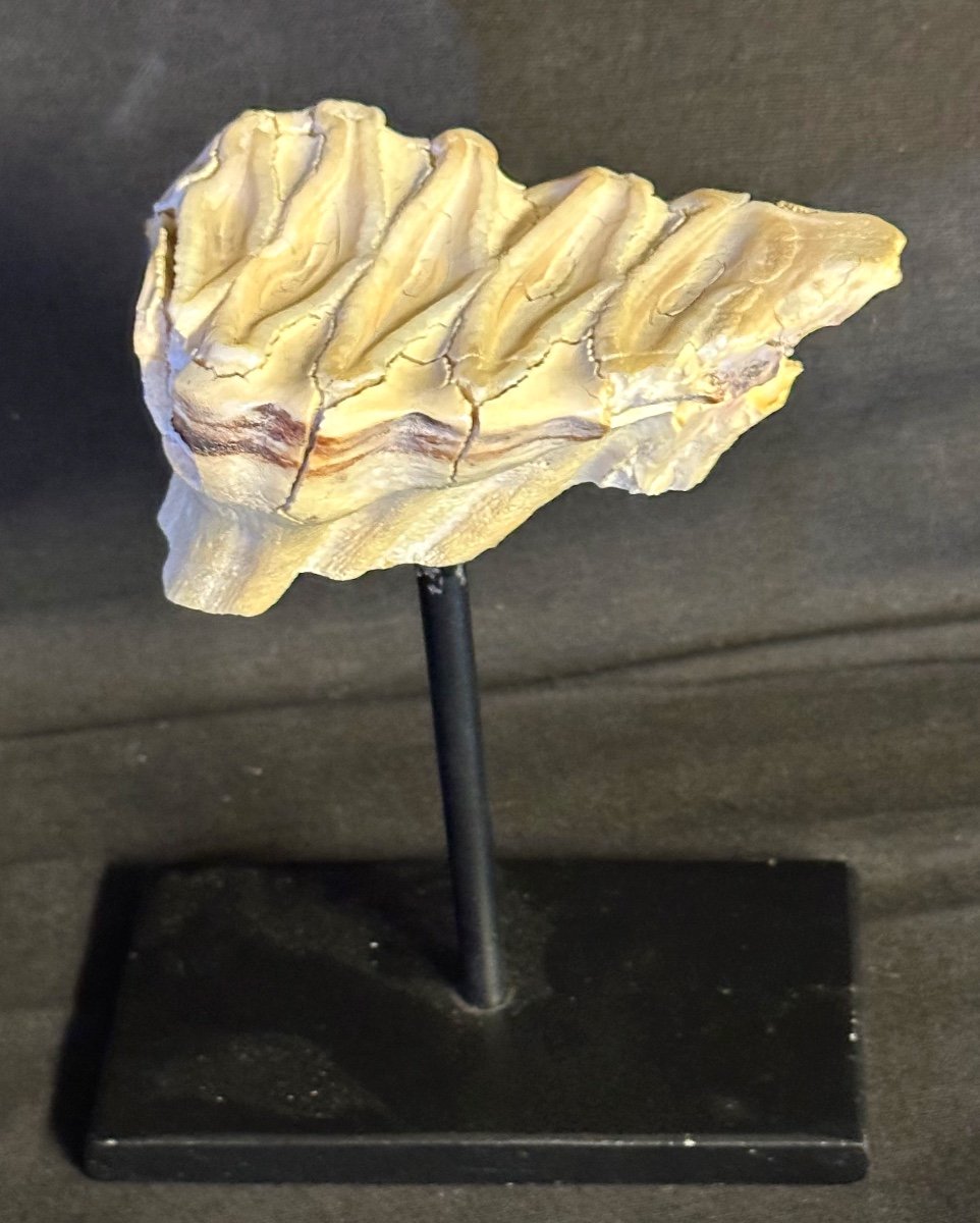 Rare Fossilized Mammoth Tooth Base In Good Condition Fossil Dentist Collection /3-photo-2