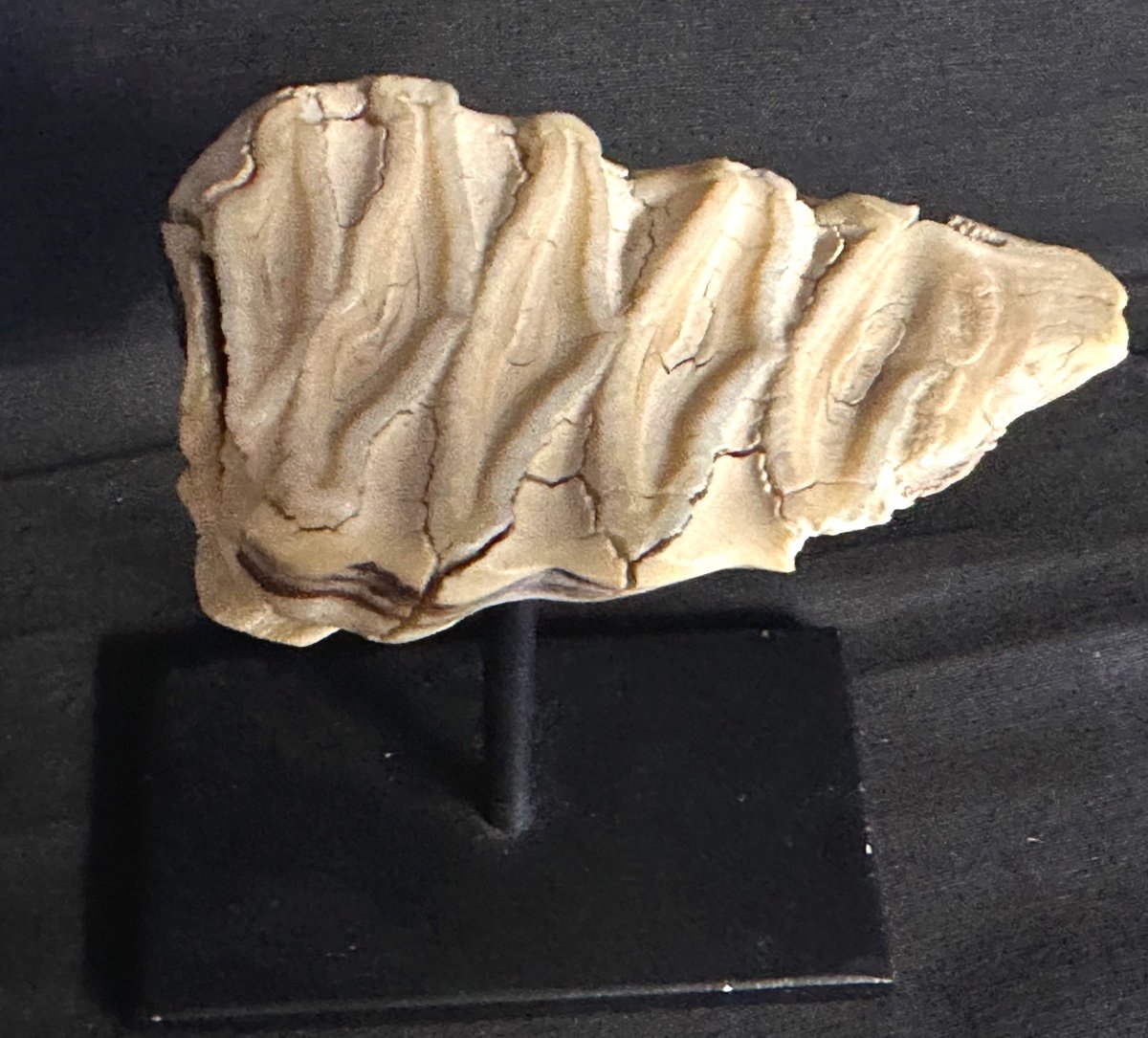 Rare Fossilized Mammoth Tooth Base In Good Condition Fossil Dentist Collection /3-photo-3