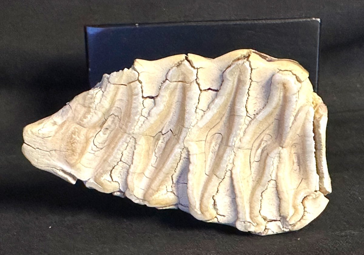 Rare Fossilized Mammoth Tooth Base In Good Condition Fossil Dentist Collection /3-photo-2