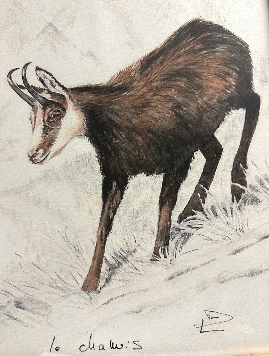 Watercolor Chamois Signed Ld XXth Mountain Alps Hunting