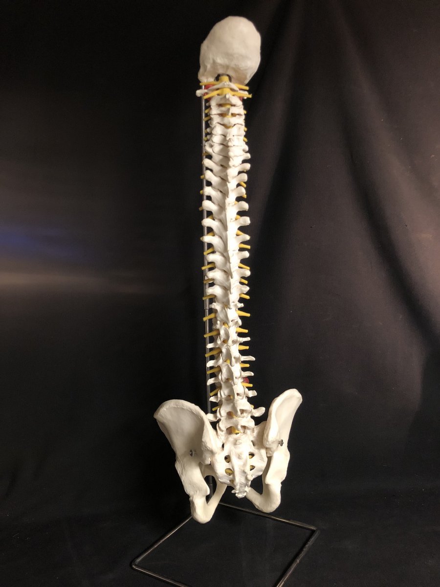 Colonne vertébrale sur socle XXe modèle médical pour ostéopathe 86 cm Art Deco écorché -photo-2