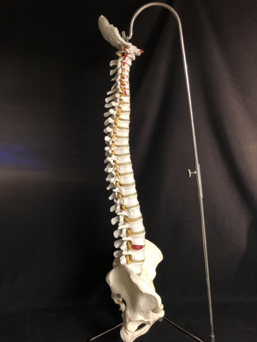 Colonne vertébrale sur socle XXe modèle médical pour ostéopathe 86 cm Art Deco écorché -photo-1