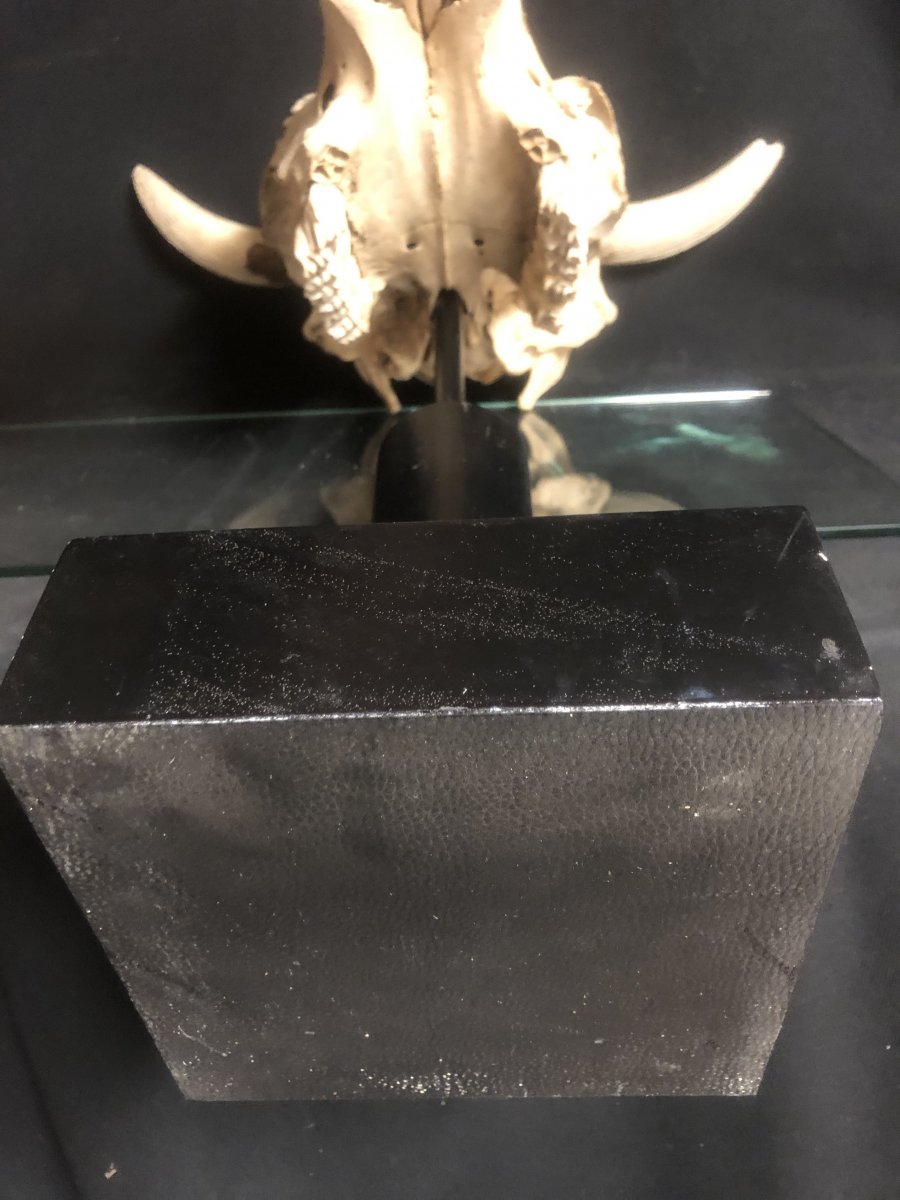 Large Skull Base 68 Cm XXth Art Deco Curiosity-photo-5