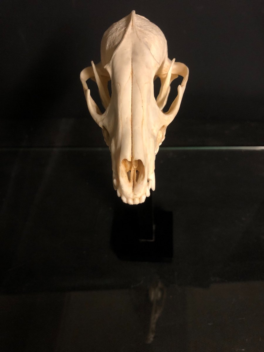 Ancien crâne  de blaireau soclé Cabinet de curiosité crane d' animal-photo-3