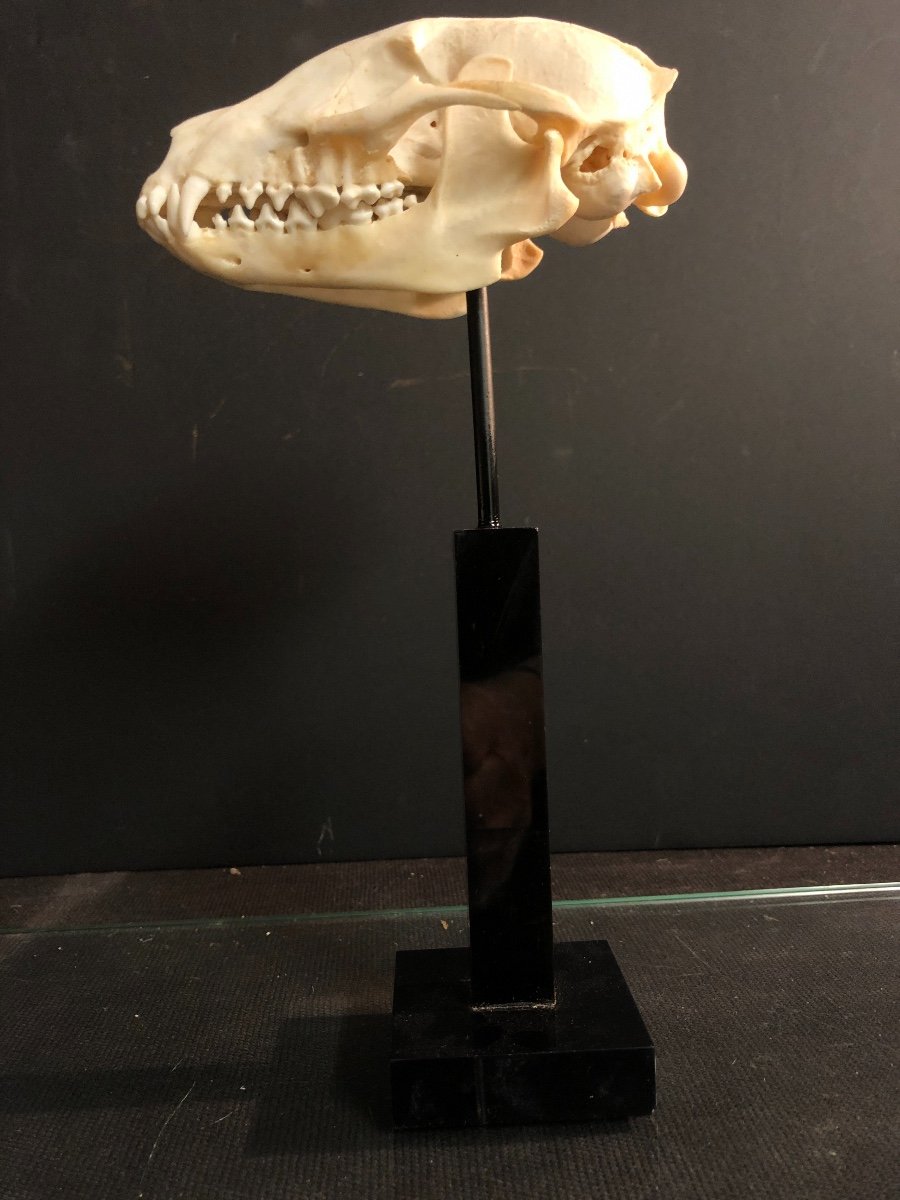 Ancien crâne  de blaireau soclé Cabinet de curiosité crane d' animal-photo-4