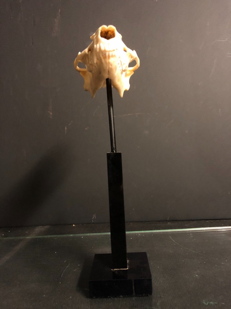 Ancien crâne  de blaireau soclé Cabinet de curiosité crane d' animal-photo-1