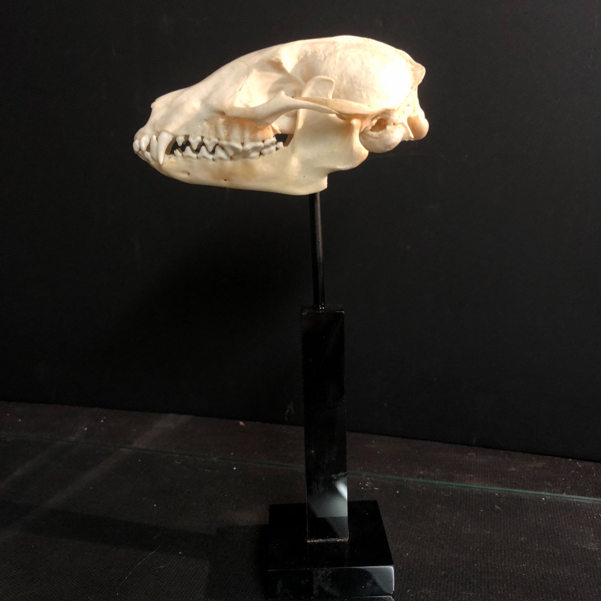 Ancien crâne  de blaireau soclé Cabinet de curiosité crane d' animal