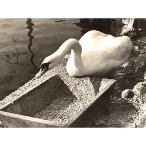 Georges Boyer Lyon 20th Photograph The Swan Photo /27