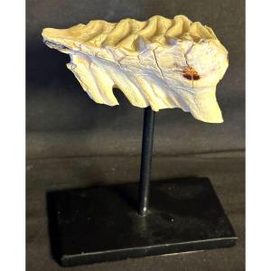 Rare Fossilized Mammoth Tooth Base In Good Condition Fossil Dentist Collection /3