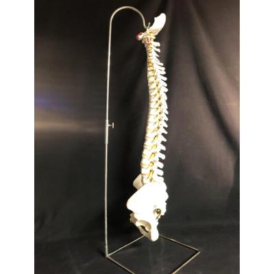 Colonne vertébrale sur socle XXe modèle médical pour ostéopathe 86 cm Art Deco écorché 
