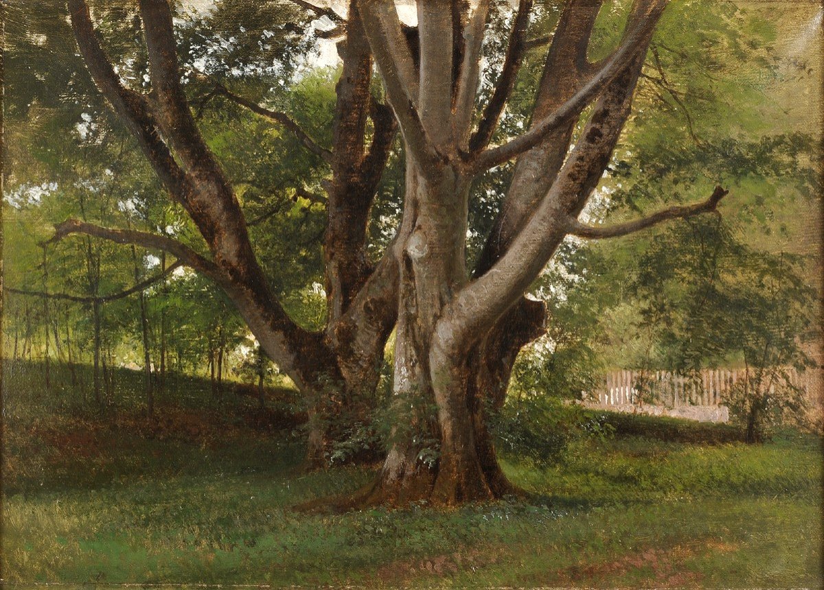 Frédérik Rohde (1816-1886) Beech Trees In The Park Of Fredensborg Castle Trees Danmark