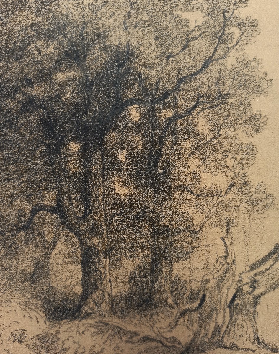 Armand Point (1861-1932), Arbres et souches, environs de Marlotte (Fontainebleau), fusain-photo-2