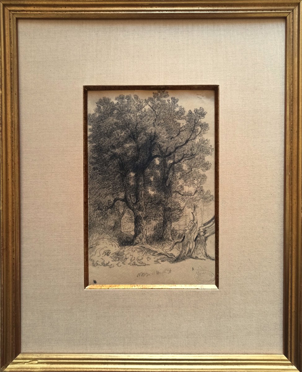 Armand Point (1861-1932), Arbres et souches, environs de Marlotte (Fontainebleau), fusain-photo-1