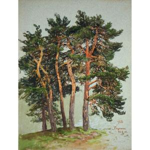 Themistokles Von Eckenbrecher, (1842-1921), Pinède Norvégienne, 1901 / - La Lueur Des Arbres -