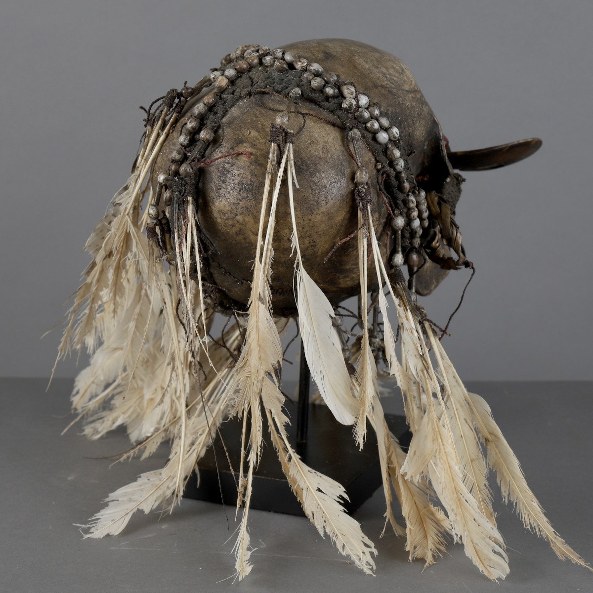 Asmat Skull - Papua New Guinea-photo-4