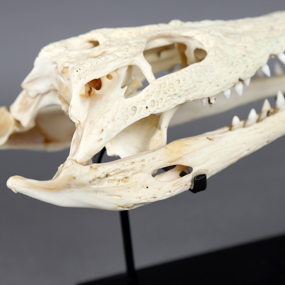 Crocodile Skull - Vietnam-photo-2