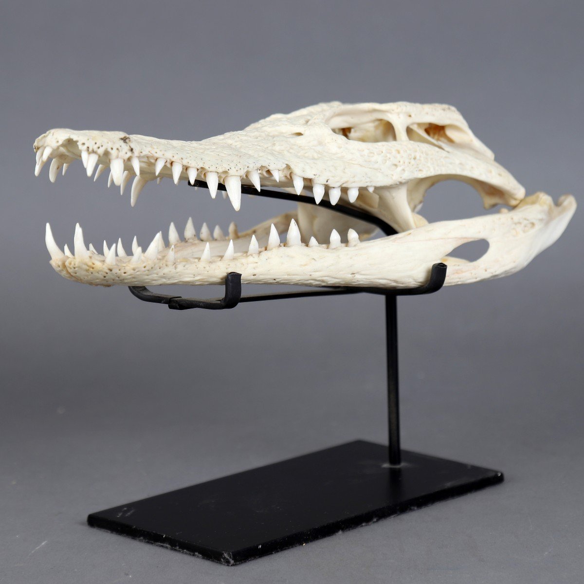 Crocodile Skull - Vietnam